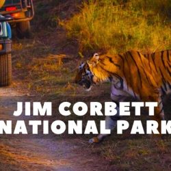Jim Corbett Tour Package